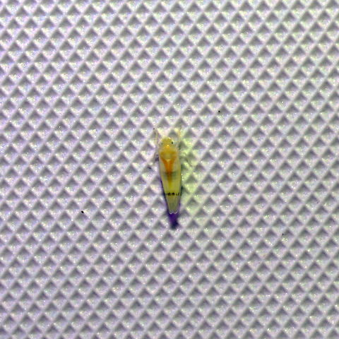 Ossiannilssonola australis A tiny hopper with a long name (which I have no idea how to pronounce) at a 365nm UV light at a dense mixed forest edge. Geotagged,Ossiannilssonola australis,Summer,United States