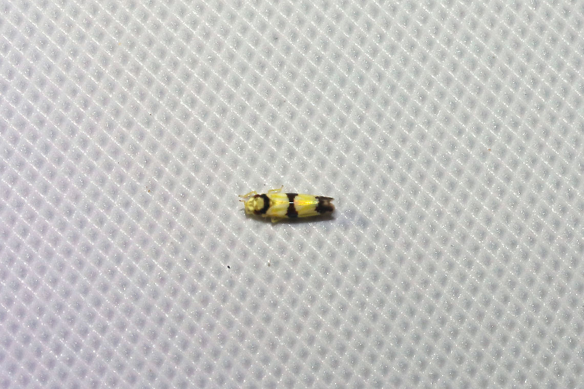 Erythroneura calycula At a 365nm UV light at a dense mixed forest edge. Erythroneura calycula,Geotagged,Summer,United States