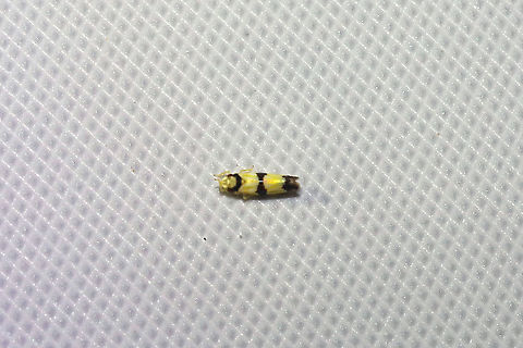 Erythroneura calycula At a 365nm UV light at a dense mixed forest edge. Erythroneura calycula,Geotagged,Summer,United States