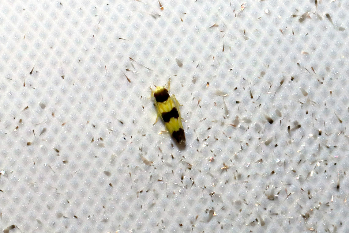 Erythroneura tricincta At a 365nm UV light at a dense mixed forest edge. Erythroneura tricincta,Geotagged,Summer,United States