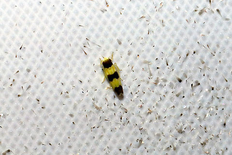 Erythroneura tricincta At a 365nm UV light at a dense mixed forest edge. Erythroneura tricincta,Geotagged,Summer,United States