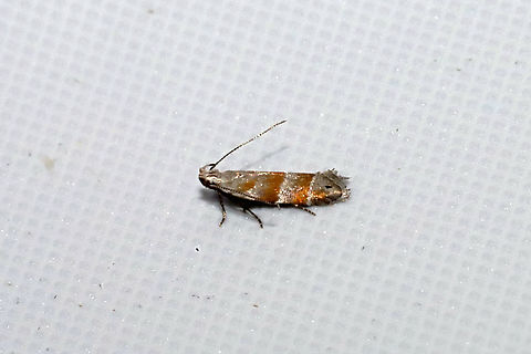 Orange Stripe-backed Moth (Battaristis vittella) At a 365nm UV light at a dense mixed forest edge. Battaristis vittella,Geotagged,Summer,United States