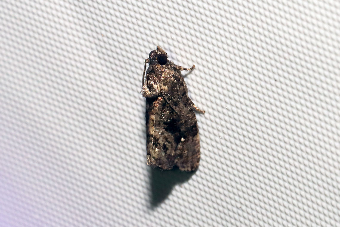 Dotted Gymnandrosoma Moth (Gymnandrosoma punctidiscanum) At a 365nm UV light at a dense mixed forest edge. Dotted ecdytolopha moth,Geotagged,Gymnandrosoma punctidiscanum,Summer,United States