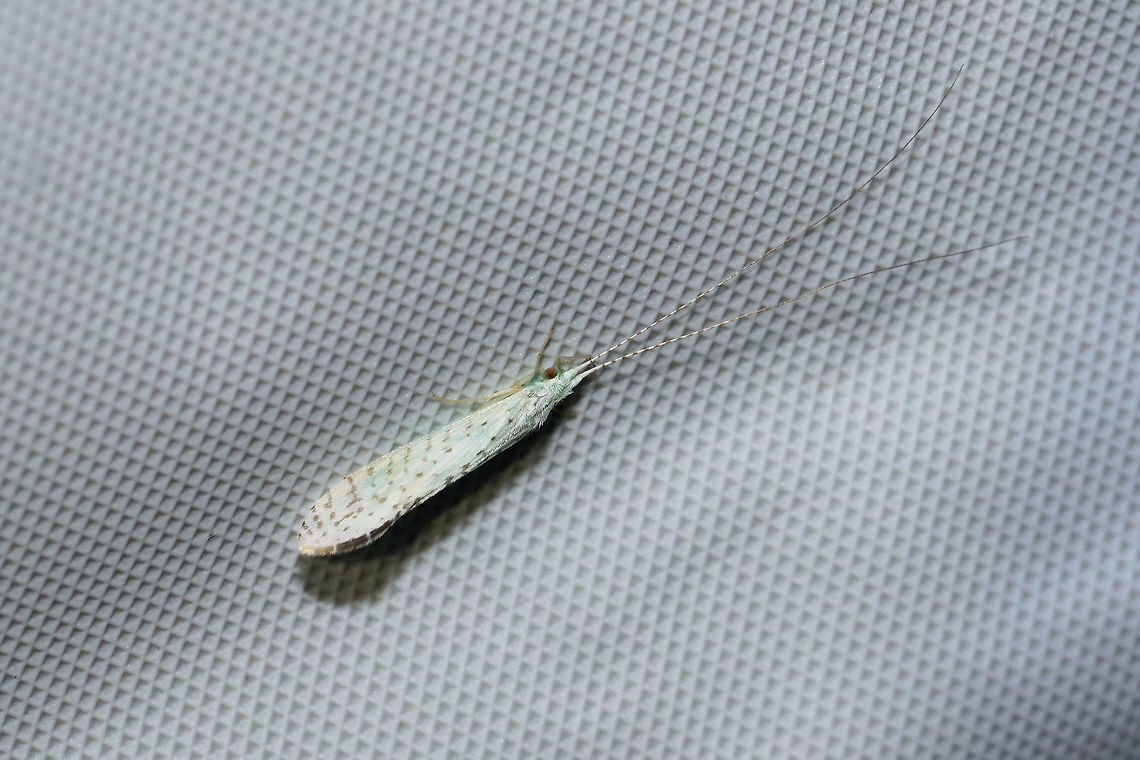 Nectopsyche candida At a 365nm UV light at a dense mixed forest edge.  Geotagged,Nectopsyche candida,Summer,United States