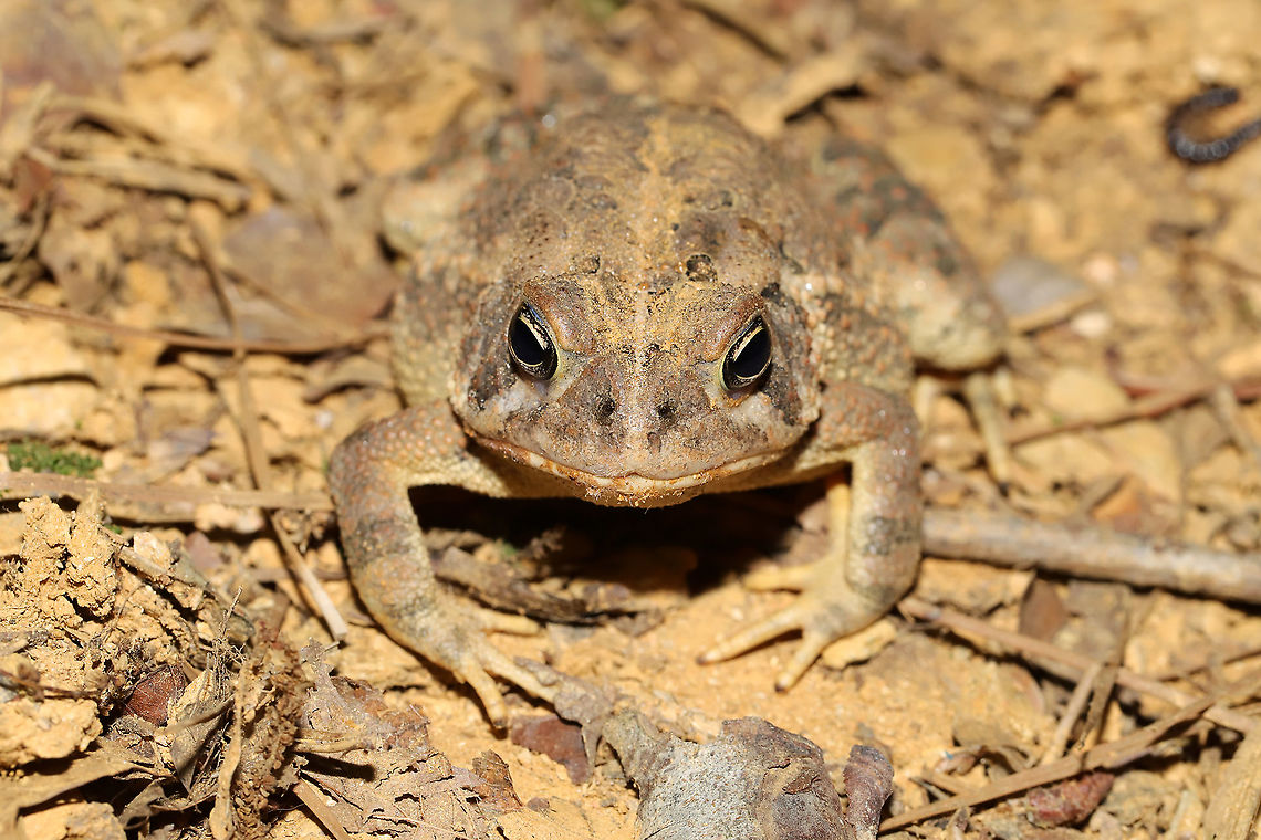 Anaxyrus fowleri x Anaxyrus americanus hybrid? This cutie came to my UV light setup to get some grub! Geotagged,Summer,United States