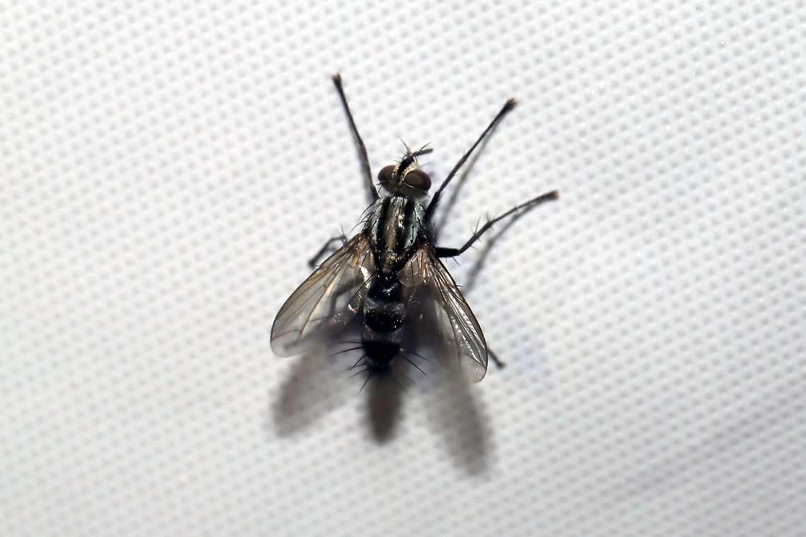Vanderwulpia sequens? ID Tentative. At a 365nm UV light at the edge of a dense mixed forest. Geotagged,Summer,United States,Vanderwulpia sequens