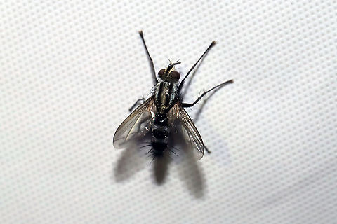 Vanderwulpia sequens? ID Tentative. At a 365nm UV light at the edge of a dense mixed forest. Geotagged,Summer,United States,Vanderwulpia sequens