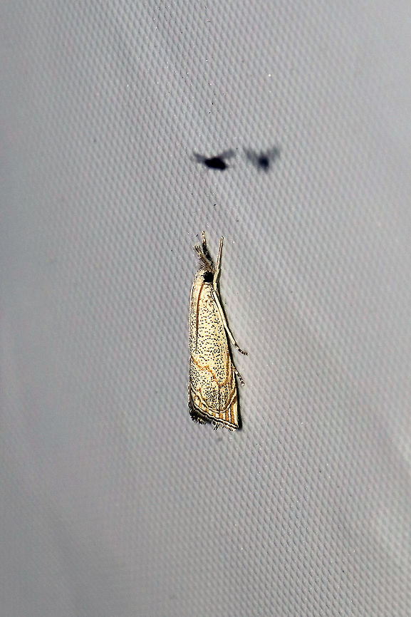 Haimbachia squamulellus At a 365nm UV light at the edge of a dense mixed forest. Geotagged,Haimbachia squamulella,Summer,United States