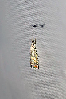 Haimbachia squamulellus At a 365nm UV light at the edge of a dense mixed forest. Geotagged,Haimbachia squamulella,Summer,United States