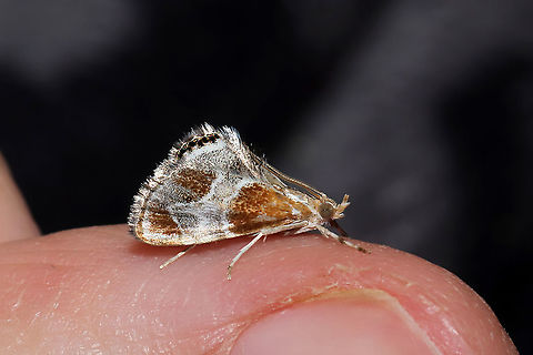 Wasp Parasitizer Moth (Chalcoela pegasalis) Found on a blanket in my bedroom. 

As its common name implies, its larvae are parasitoids and feed on the larvae of paper wasps! Chalcoela pegasalis,Geotagged,Summer,United States