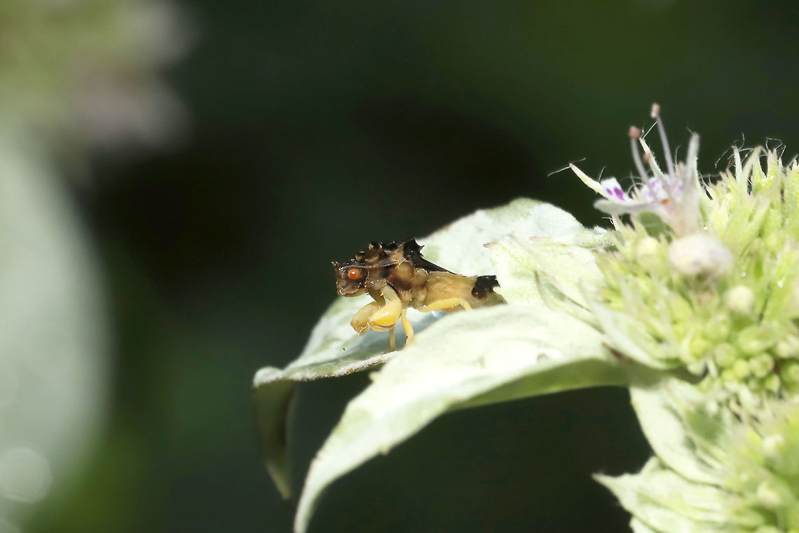Pennsylvania Ambush Bug (Phymata pennsylvanica) At a dense mixed forest edge. On Pycnanthemum sp. Geotagged,Phymata pennsylvanica,Summer,United States