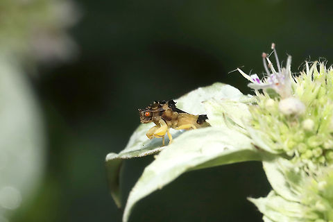 Pennsylvania Ambush Bug (Phymata pennsylvanica) At a dense mixed forest edge. On Pycnanthemum sp. Geotagged,Phymata pennsylvanica,Summer,United States