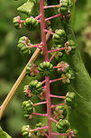 American Pokeweed (Phytolacca americana) - Unripe Fruit At a dense mixed forest edge.<br />
https://www.jungledragon.com/image/99515/american_pokeweed_phytolacca_americana_-_flowers.html American Pokeweed,Geotagged,Phytolacca americana,Summer,United States