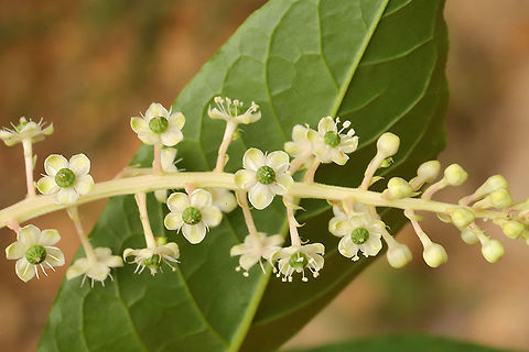 American Pokeweed (Phytolacca americana)  - Flowers At a dense mixed forest edge. 
https://www.jungledragon.com/image/99514/american_pokeweed_phytolacca_americana_-_unripe_fruit.html American Pokeweed,Geotagged,Phytolacca americana,Summer,United States