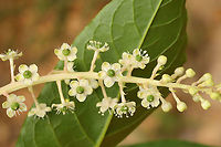 American Pokeweed (Phytolacca americana) - Flowers At a dense mixed forest edge. <br />
https://www.jungledragon.com/image/99514/american_pokeweed_phytolacca_americana_-_unripe_fruit.html American Pokeweed,Geotagged,Phytolacca americana,Summer,United States