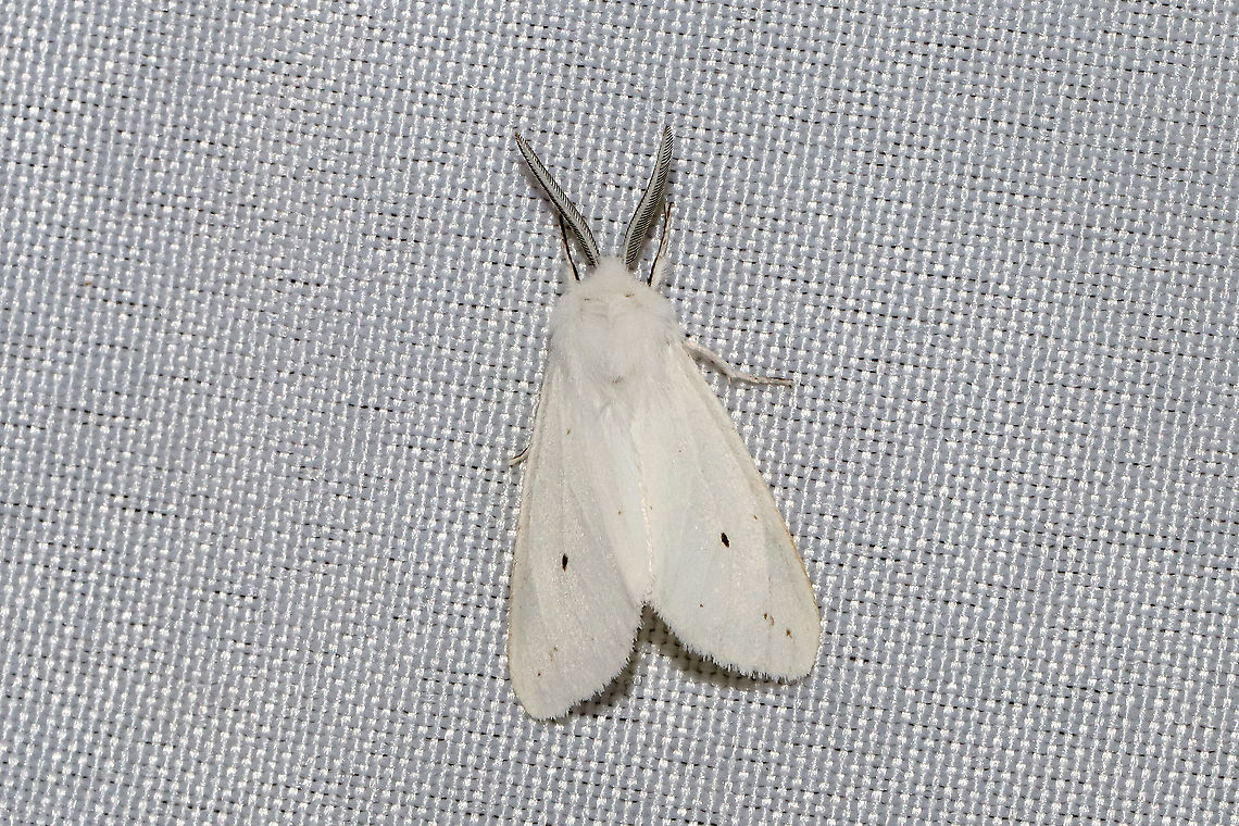 Agreeable Tiger Moth (Spilosoma congrua) At a 365nm UV light at a dense mixed forest edge.  Agreeable tiger moth,Geotagged,Spilosoma congrua,Summer,United States