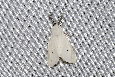 Agreeable Tiger Moth (Spilosoma congrua) At a 365nm UV light at a dense mixed forest edge.  Agreeable tiger moth,Geotagged,Spilosoma congrua,Summer,United States