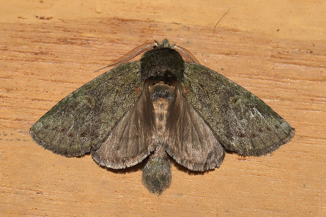 Saddled Prominent (Heterocampa guttivitta) At a 365nm UV light at a dense mixed forest edge.  Geotagged,Heterocampa guttivitta,Saddled prominent moth,Summer,United States