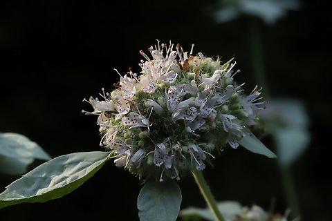 Mountain Mint (Pycnanthemum sp.) At a dense mixed forest edge Geotagged,Summer,United States