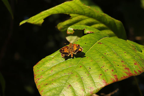 Zabulon Skipper (Poanes zabulon) ♂ On poison ivy at the edge of a dense mixed forest. Geotagged,Poanes zabulon,Summer,United States,Zabulon skipper