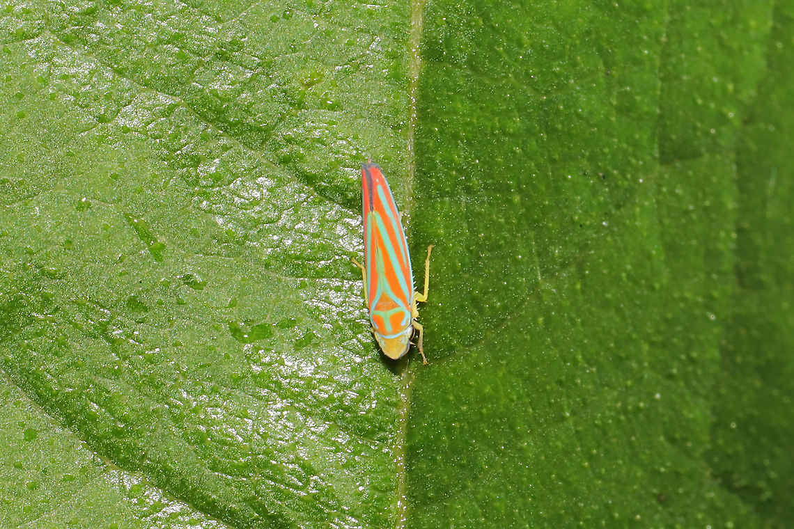 Red-banded Leafhopper (Graphocephala coccinea) Well, this was the most orange of this species that I've seen! <br />
<br />
At a dense mixed forest edge. Geotagged,Graphocephala coccinea,Summer,United States