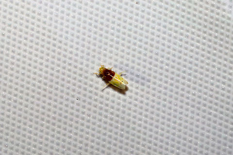 Eratoneura basilaris