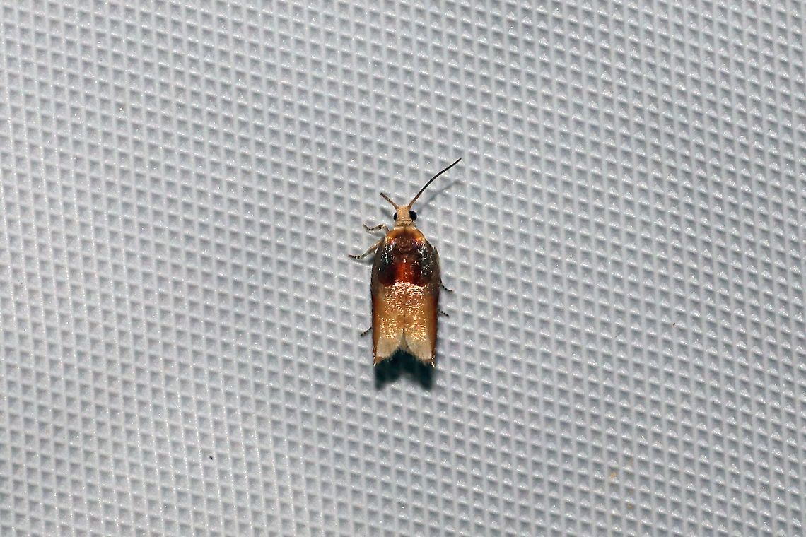 Two-toned Ancylis Moth (Ancylis divisana) at a 365nm UV light at a dense mixed forest edge. Ancylis divisana,Geotagged,Summer,United States