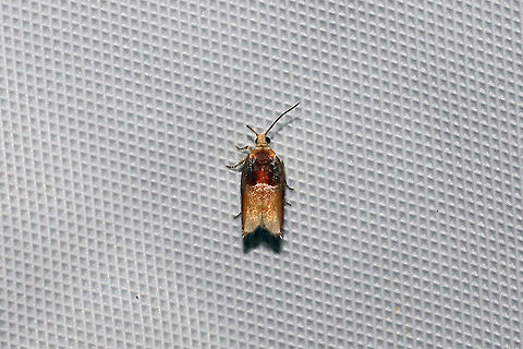 Two-toned Ancylis Moth (Ancylis divisana) at a 365nm UV light at a dense mixed forest edge. Ancylis divisana,Geotagged,Summer,United States