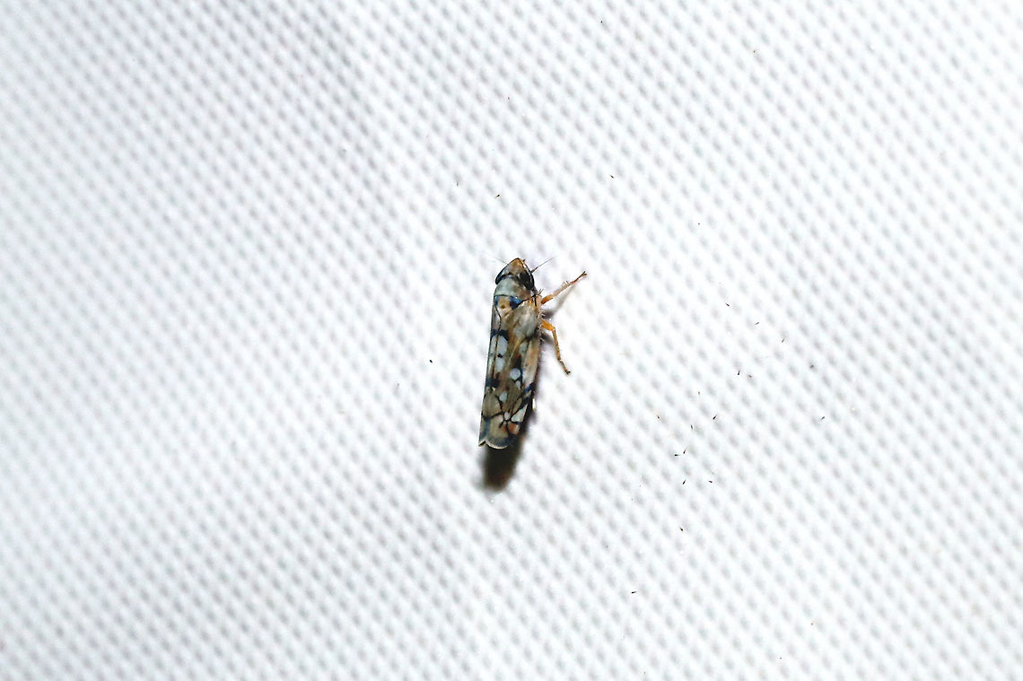 Scaphoideus opalinus at a 365nm UV light at a dense mixed forest edge. Geotagged,Scaphoideus opalinus,Summer,United States