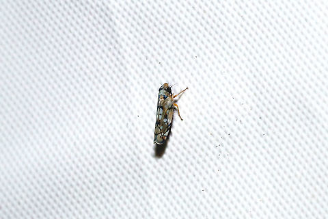 Scaphoideus opalinus at a 365nm UV light at a dense mixed forest edge. Geotagged,Scaphoideus opalinus,Summer,United States