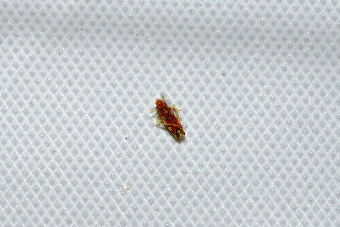 Erythroneura rubra This hopper is stumping me! At a 365nm UV light at the edge of a dense mixed forest. Erythroneura rubra,Geotagged,Summer,United States