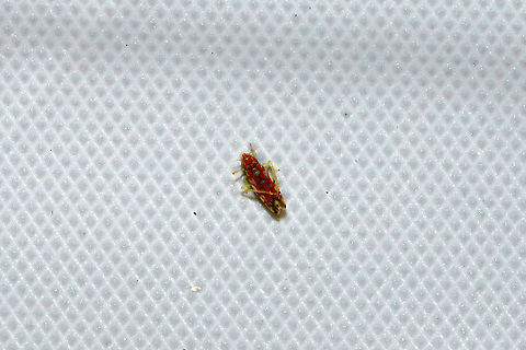 Erythroneura rubra This hopper is stumping me! At a 365nm UV light at the edge of a dense mixed forest. Erythroneura rubra,Geotagged,Summer,United States