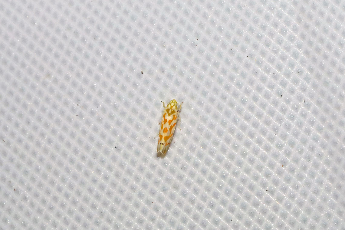 Eratoneura sp. There are a lot of similar species in this genus, but I'm not finding an exact match. <br />
At a 365nm UV light at the edge of a dense mixed forest. Geotagged,Summer,United States