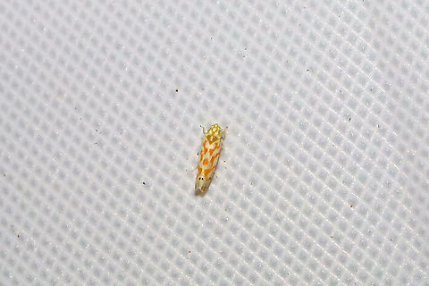 Eratoneura sp. There are a lot of similar species in this genus, but I'm not finding an exact match. 
At a 365nm UV light at the edge of a dense mixed forest. Geotagged,Summer,United States