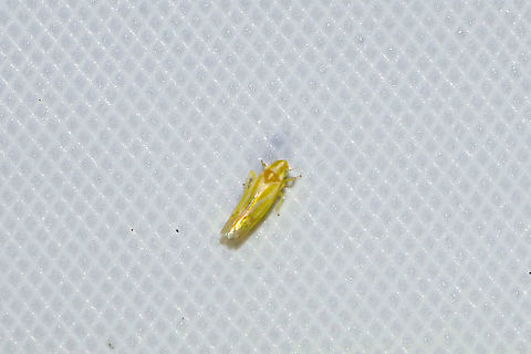 Erythridula sp. Yet another toughie.
At a 365nm UV light at a dense mixed forest edge. Geotagged,Summer,United States