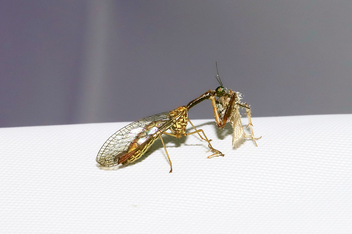 Leptomantispa pulchella At a 365nm UV light setup at the edge of a dense mixed forest. Appeared to be tearing a moth apart! Geotagged,Leptomantispa pulchella,Summer,United States