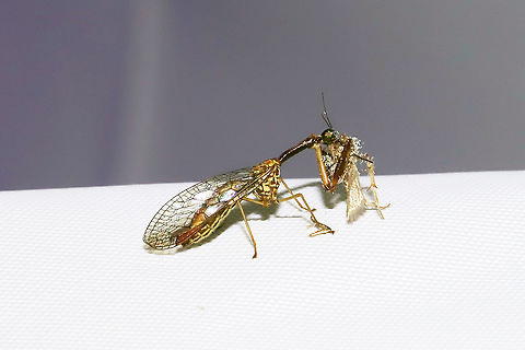 Leptomantispa pulchella