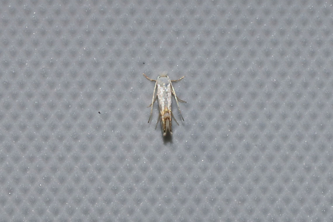Phyllonorycter argentifimbriella? This genus can be a little tricky, so this ID is tentative.  <a href="https://bugguide.net/node/view/1066896" rel="nofollow">https://bugguide.net/node/view/1066896</a><br />
<br />
At a 365nm UV light at the edge of a dense mixed forest.<br />
<figure class="photo"><a href="https://www.jungledragon.com/image/99594/phyllonorycter_argentifimbriella.html" title="Phyllonorycter argentifimbriella?"><img src="https://s3.amazonaws.com/media.jungledragon.com/images/3231/99594_thumb.jpg?AWSAccessKeyId=05GMT0V3GWVNE7GGM1R2&Expires=1770854410&Signature=4gGqE%2ByOUcdMrPY5hVwY2EduuY4%3D" width="200" height="134" alt="Phyllonorycter argentifimbriella? This genus can be a little tricky, so this ID is tentative. https://bugguide.net/node/view/1066896<br />
<br />
At a 365nm UV light at the edge of a dense mixed forest. <br />
https://www.jungledragon.com/image/99593/phyllonorycter_argentifimbriella.html Geotagged,Phyllonorycter argentifimbriella,Summer,United States" /></a></figure> Geotagged,Phyllonorycter argentifimbriella,Summer,United States