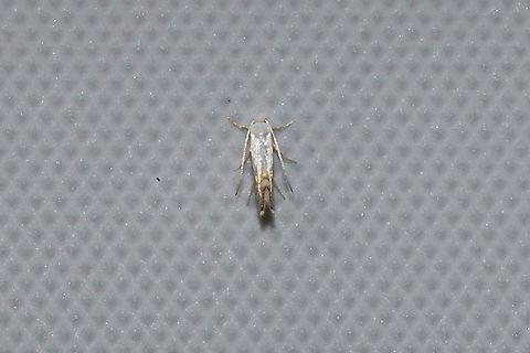 Phyllonorycter argentifimbriella? This genus can be a little tricky, so this ID is tentative.  https://bugguide.net/node/view/1066896

At a 365nm UV light at the edge of a dense mixed forest.
https://www.jungledragon.com/image/99594/phyllonorycter_argentifimbriella.html Geotagged,Phyllonorycter argentifimbriella,Summer,United States