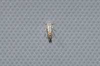 Phyllonorycter argentifimbriella? This genus can be a little tricky, so this ID is tentative.  https://bugguide.net/node/view/1066896<br />
<br />
At a 365nm UV light at the edge of a dense mixed forest.<br />
https://www.jungledragon.com/image/99594/phyllonorycter_argentifimbriella.html Geotagged,Phyllonorycter argentifimbriella,Summer,United States