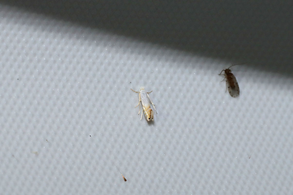 Phyllonorycter argentifimbriella? This genus can be a little tricky, so this ID is tentative. <a href="https://bugguide.net/node/view/1066896" rel="nofollow">https://bugguide.net/node/view/1066896</a><br />
<br />
At a 365nm UV light at the edge of a dense mixed forest. <br />
<figure class="photo"><a href="https://www.jungledragon.com/image/99593/phyllonorycter_argentifimbriella.html" title="Phyllonorycter argentifimbriella?"><img src="https://s3.amazonaws.com/media.jungledragon.com/images/3231/99593_thumb.jpg?AWSAccessKeyId=05GMT0V3GWVNE7GGM1R2&Expires=1770854410&Signature=nqYHXxdG0GyY5c%2Ff8hNwJJo8jmU%3D" width="200" height="134" alt="Phyllonorycter argentifimbriella? This genus can be a little tricky, so this ID is tentative.  https://bugguide.net/node/view/1066896<br />
<br />
At a 365nm UV light at the edge of a dense mixed forest.<br />
https://www.jungledragon.com/image/99594/phyllonorycter_argentifimbriella.html Geotagged,Phyllonorycter argentifimbriella,Summer,United States" /></a></figure> Geotagged,Phyllonorycter argentifimbriella,Summer,United States