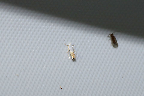 Phyllonorycter argentifimbriella? This genus can be a little tricky, so this ID is tentative. https://bugguide.net/node/view/1066896

At a 365nm UV light at the edge of a dense mixed forest. 
https://www.jungledragon.com/image/99593/phyllonorycter_argentifimbriella.html Geotagged,Phyllonorycter argentifimbriella,Summer,United States