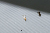 Phyllonorycter argentifimbriella? This genus can be a little tricky, so this ID is tentative. https://bugguide.net/node/view/1066896<br />
<br />
At a 365nm UV light at the edge of a dense mixed forest. <br />
https://www.jungledragon.com/image/99593/phyllonorycter_argentifimbriella.html Geotagged,Phyllonorycter argentifimbriella,Summer,United States