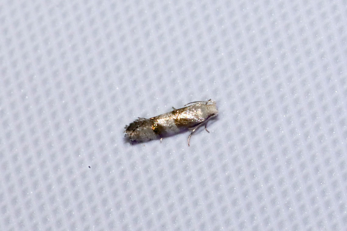 Corticivora parva At a 365nm UV light at a dense mixed forest edge.<br />
<br />
Thanks, Ferdy, for the ID! Corticivora parva,Geotagged,Summer,United States