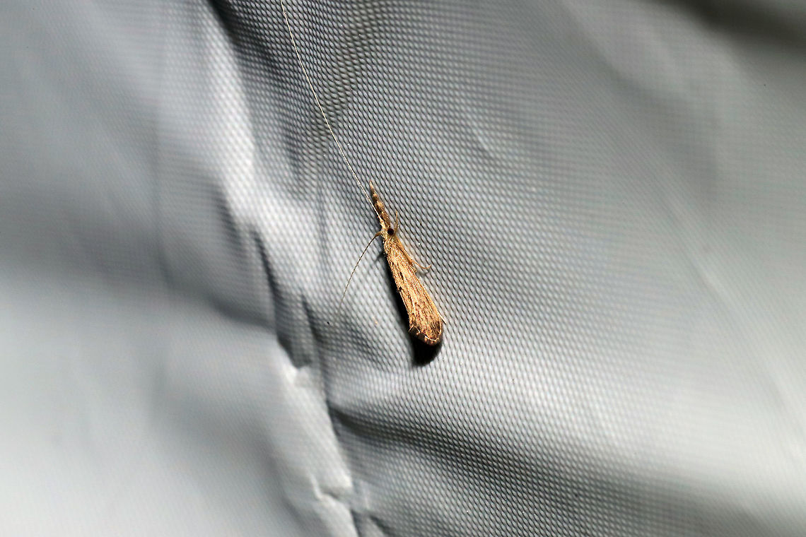 Triaenodes sp. ? Unknown Caddsifly Working on this ID.<br />
At a 365nm UV light at a dense mixed forest edge.  Triaenodes sp. looks like a strong possibility. Geotagged,Summer,United States