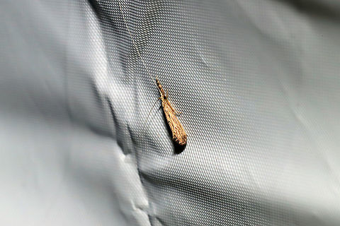 Triaenodes sp. ? Unknown Caddsifly Working on this ID.
At a 365nm UV light at a dense mixed forest edge.  Triaenodes sp. looks like a strong possibility. Geotagged,Summer,United States