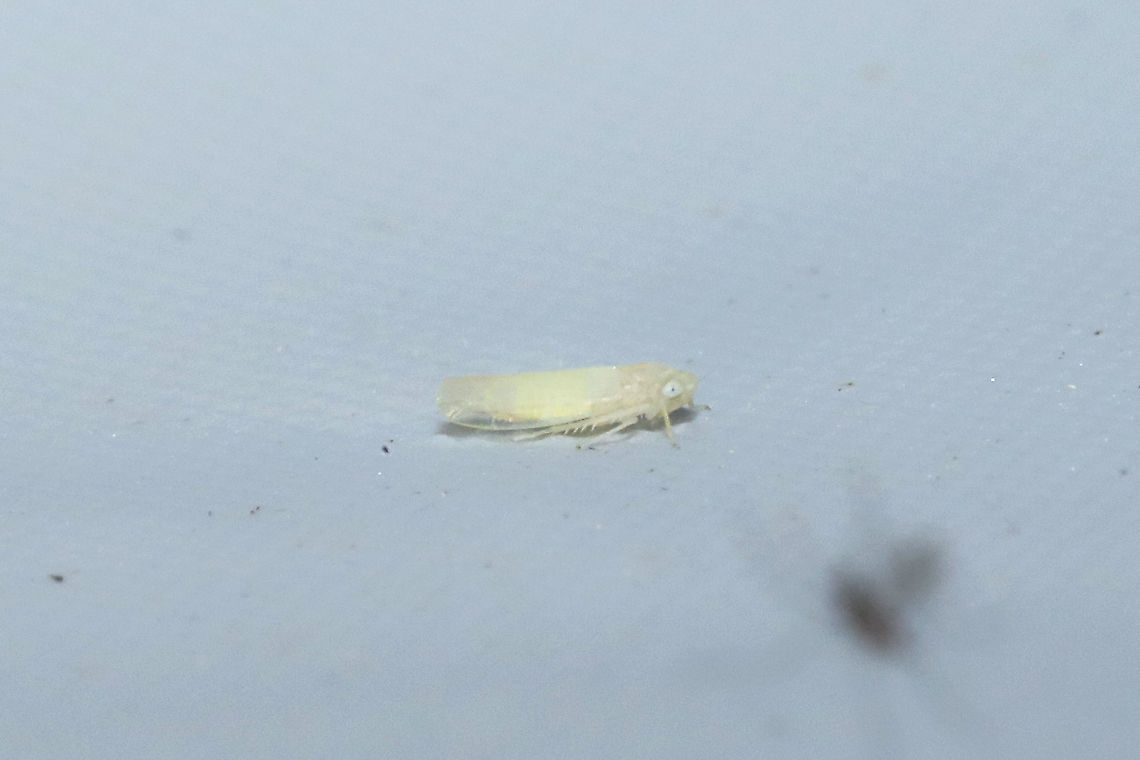 Subtribe Typhlocybina At a 365nm UV light at the edge of a dense mixed forest. Geotagged,Summer,United States