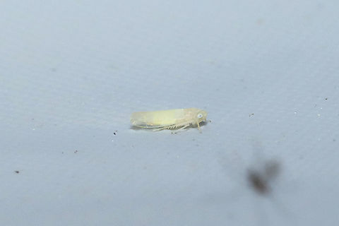 Subtribe Typhlocybina At a 365nm UV light at the edge of a dense mixed forest. Geotagged,Summer,United States