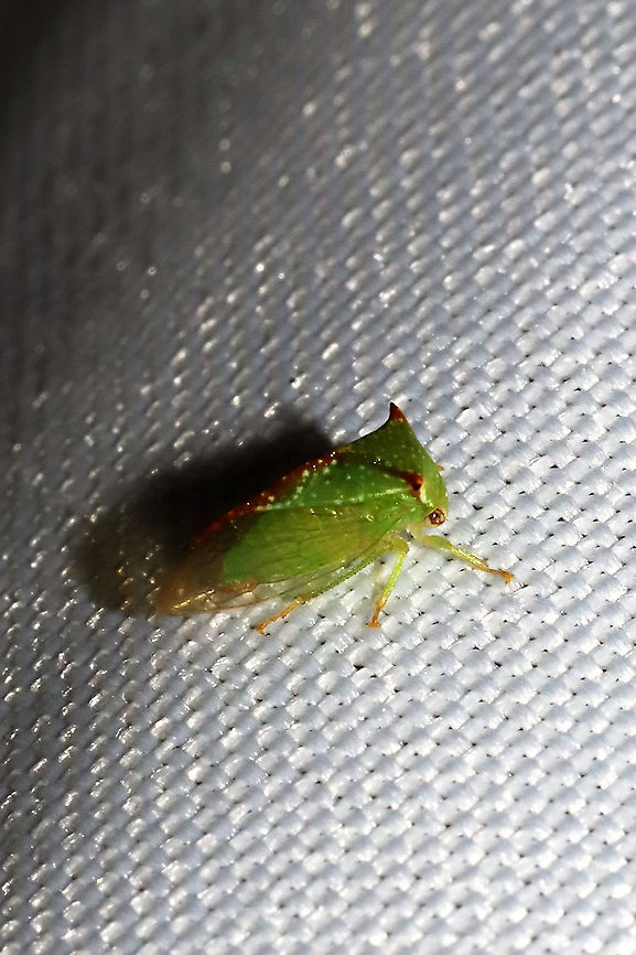 Stictocephala palmeri At a 365nm UV light at the edge of a dense mixed forest.  Geotagged,Stictocephala palmeri,Summer,United States