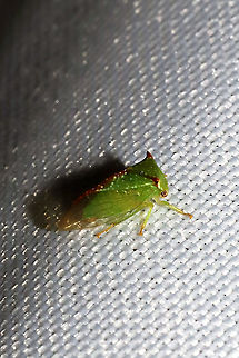 Stictocephala palmeri At a 365nm UV light at the edge of a dense mixed forest.  Geotagged,Stictocephala palmeri,Summer,United States